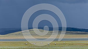Cranes near Lake Tunamal Mongolia