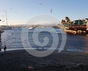 Cranes, pelicans, fish, and boats in La Guancha in Ponce, Puerto Rico photo