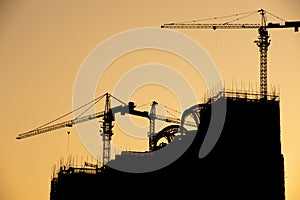 Cranes silhouette