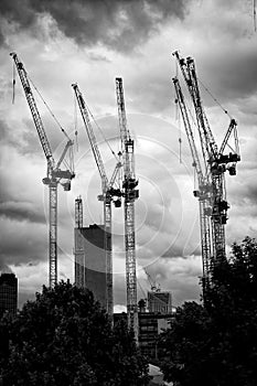 Cranes in the sky in black and white