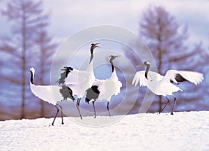 Cranes in snowscape