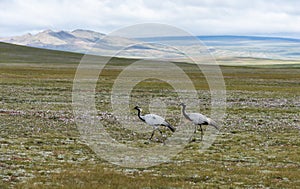 Cranes Steppe Mongolia
