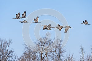 Cranes Taking Off Above the Cottonwoods