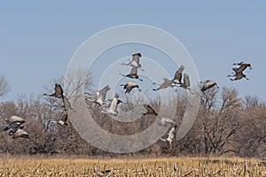 Cranes taking off from a Field