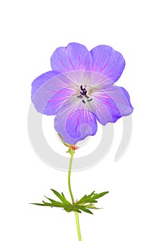 Cranesbill