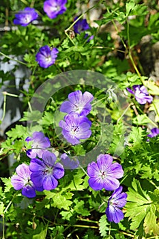 Cranesbill