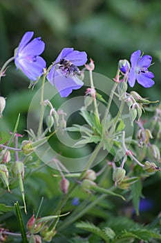 Cranesbill with Bee