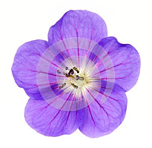 Cranesbill Close-up