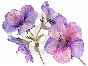 Cranesbill colorful flower watercolor isolated on white background