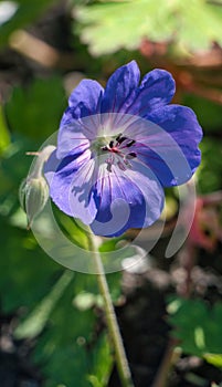 Cranesbill Flower