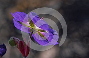 Cranesbill Flower Against Dark Background
