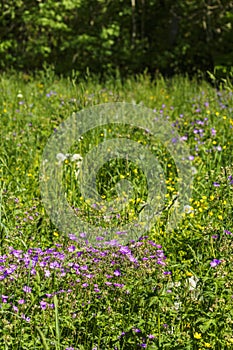 Cranesbill flowers on a summer meadow