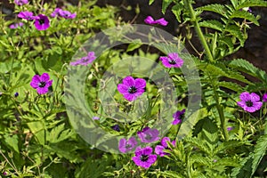 Cranesbill, geraniaceae, flower in strong purple pink