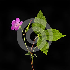 Cranesbill geranium against black