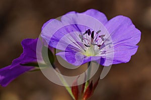 Cranesbill, Geranium cinereum