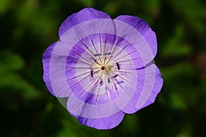 Cranesbill, Geranium cinereum
