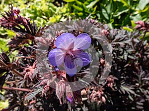 Cranesbill (Geranium himalayense) \'Midnight rider\' flowering with large, iridescent, blue-violet flowers