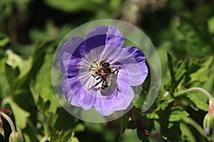 Cranesbill Geranium Rozanne in violet color