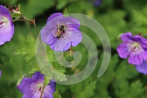 Cranesbill Geranium Rozanne in violet color