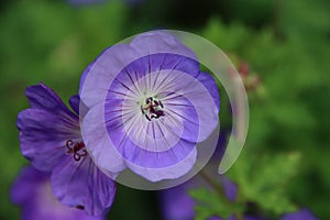 Cranesbill Geranium Rozanne in violet color