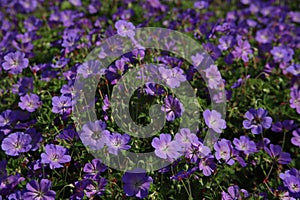 Cranesbill Geranium Rozanne in violet color