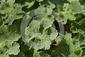 Cranesbill Philippe Vapelle photo