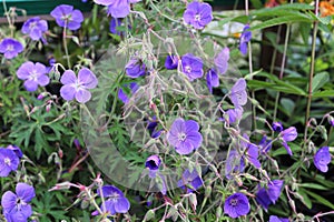 A cranesbill plant with viney purple flowers