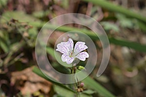 Cranesbill Rose Clair