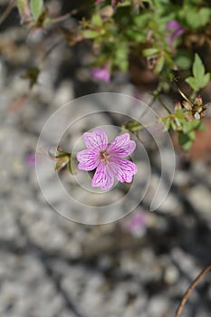 Cranesbill Rose Clair