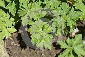 Cranesbill Rose Clair