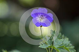 Cranesbills group of flowers in bloom, Geranium Rozanne beautiful flowering blue purple white park plant