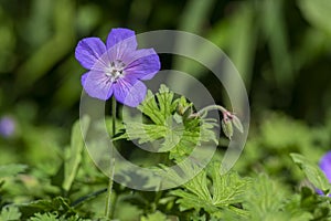 Cranesbills group of flowers, Geranium sylvaticum in bloom