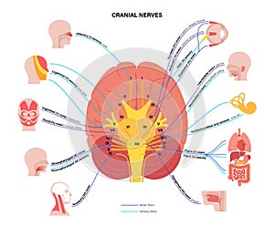 Cranial nerves diagram