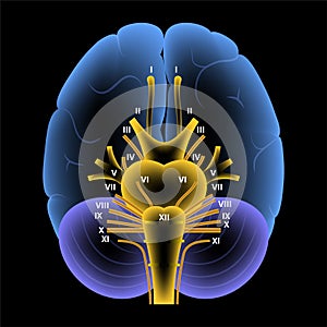 Cranial nerves diagram