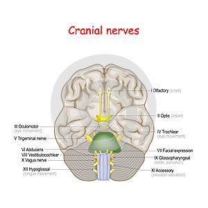 Cranial nerves. human brain and brainstem from below