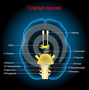 Cranial nerves. Human brain on dark background