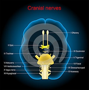 Cranial nerves. Human brain on dark background photo