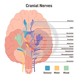 Cranial nerves. Human brain sections and its functions. Transmission photo
