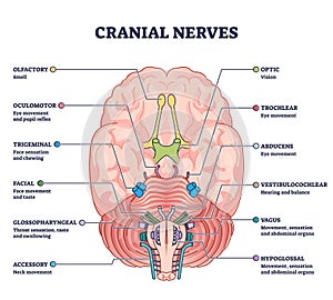 Cranial nerves pairs with anatomical sensory functions in outline diagram