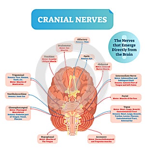 Cranial nerves vector illustration. Labeled diagram with brain sections.