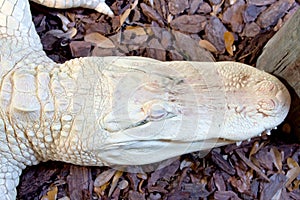 Cranial View Of An Albino Aligator