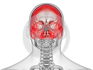 The cranium