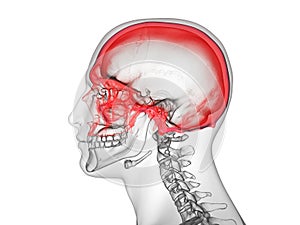 The cranium