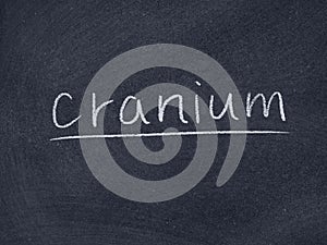 Cranium