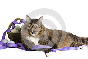 Cranky Cat with Easter Basket