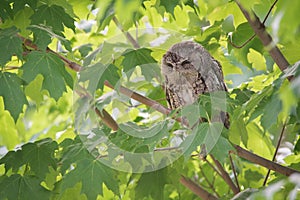 Cranky Eastern Screech Owl In Tree