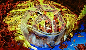 Cranwell\'s horned frog (Ceratophrys cranwelli