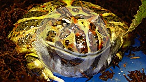 Cranwell`s horned frog Ceratophrys cranwelli in terrarium