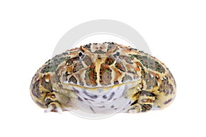 Cranwell`s horned frog isolated on white