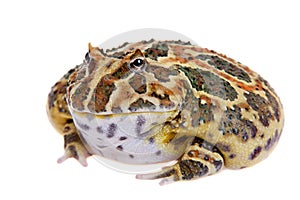 Cranwell`s horned frog isolated on white